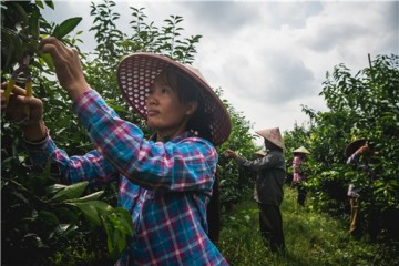 东风集团扶贫攻坚成效显著 高质量发展布局未来